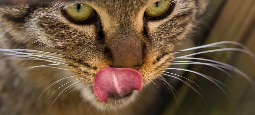 猫咪鼻子像什么？10种奇妙比喻揭秘猫鼻的可爱与神奇