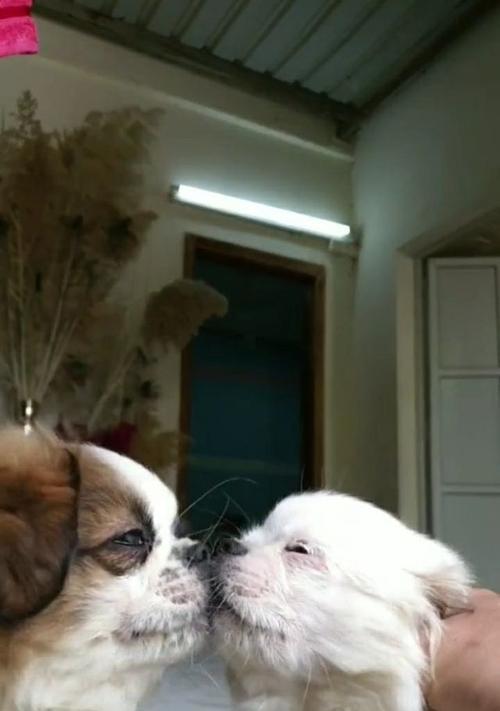 狗狗不喜欢亲吻的原因解析与正确亲近方法