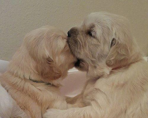 狗狗不喜欢亲吻的原因解析与正确亲近方法