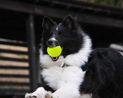网球训练提升小狗反应与协调能力的方法与技巧