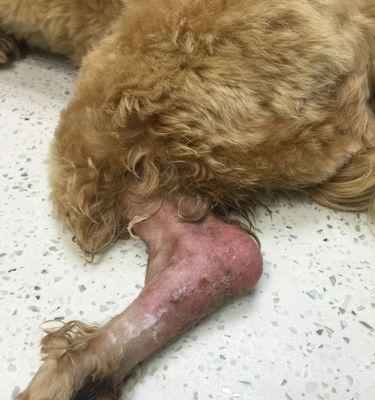 狗狗为何频繁咬腿？常见原因解析与实用应对方法