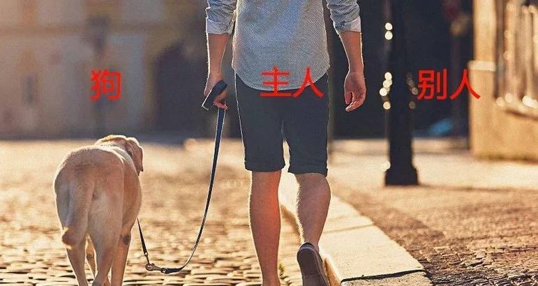 狗狗为何频繁咬腿？常见原因解析与实用应对方法