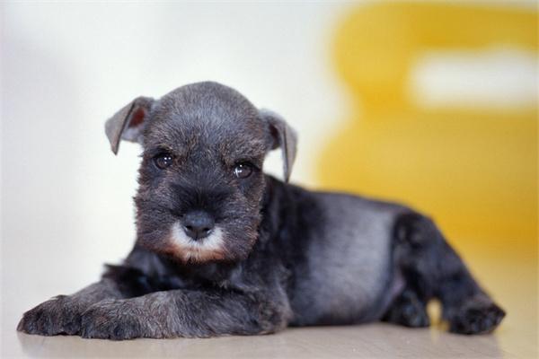 带狗狗回家过年全攻略:出行准备、环境适应与春节照护要点 带狗狗回家过年全攻略:出行准备、环境适应与春节照护要点