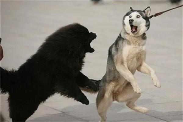 哈士奇饲养优缺点全解析:高颜值与拆家难题如何权衡 哈士奇饲养优缺点全解析:高颜值与拆家难题如何权衡