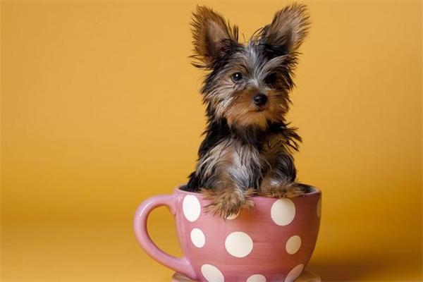 狗狗穿衣服有必要吗?根据狗狗类型和需求决定是否保暖 狗狗穿衣服有必要吗?根据狗狗类型和需求决定是否保暖