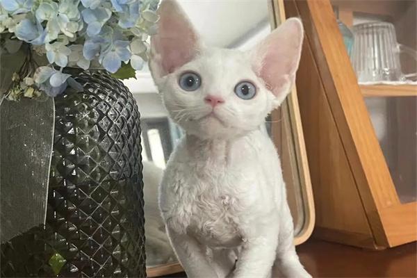 猫过敏症状全解析：如何准确判断与应对过敏反应