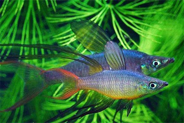 有水草的鱼缸必须增氧吗？夜间缺氧与增氧设备选用指南