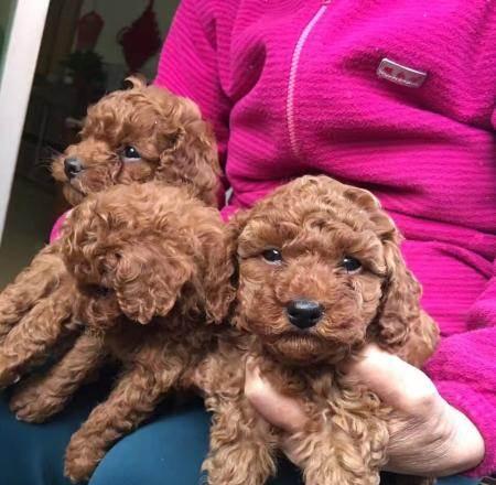 贵宾狗毛色变化过程全解析,了解幼犬成长关键特征 贵宾狗毛色变化过程全解析,了解幼犬成长关键特征