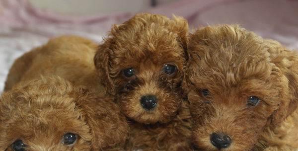 贵宾狗毛色变化过程全解析,了解幼犬成长关键特征 贵宾狗毛色变化过程全解析,了解幼犬成长关键特征