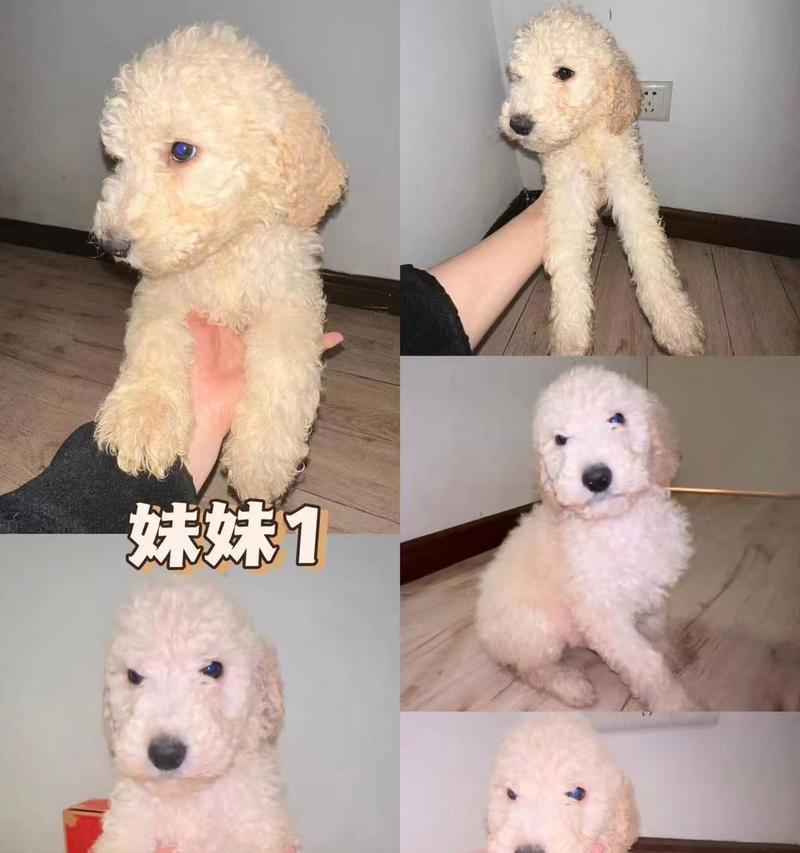 贵宾狗毛色变化过程全解析,了解幼犬成长关键特征 贵宾狗毛色变化过程全解析,了解幼犬成长关键特征