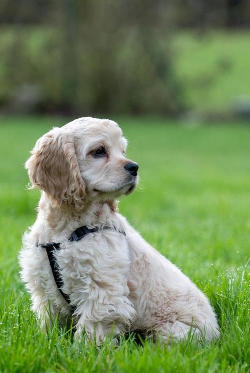 狗狗科学饮食指南:营养均衡与健康喂养的关键要素 狗狗科学饮食指南:营养均衡与健康喂养的关键要素