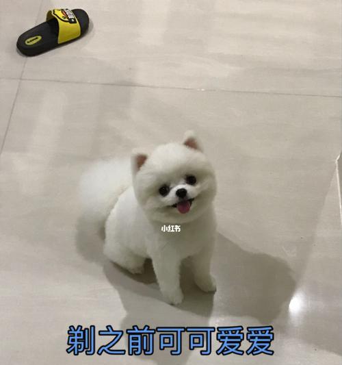 狗狗剪毛后的护理要点与注意事项，确保安全舒适