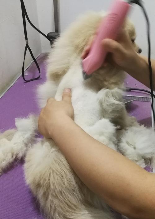狗狗剪毛后的护理要点与注意事项，确保安全舒适