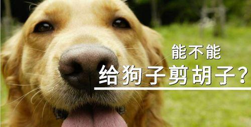 狗狗剪毛后的护理要点与注意事项，确保安全舒适