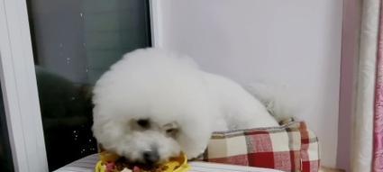 小狗不理主人的科学原因解析与实用训练技巧 小狗不理主人的科学原因解析与实用训练技巧