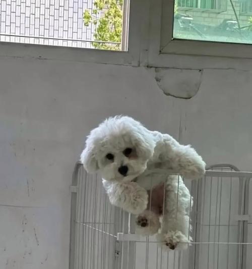 狗看到动物不停跑的原因解析：本能反应与动物特性