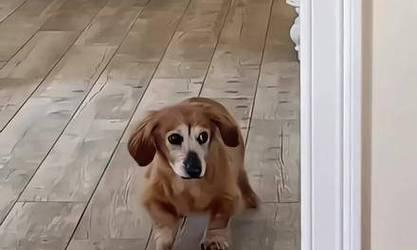 狗看到动物不停跑的原因解析：本能反应与动物特性