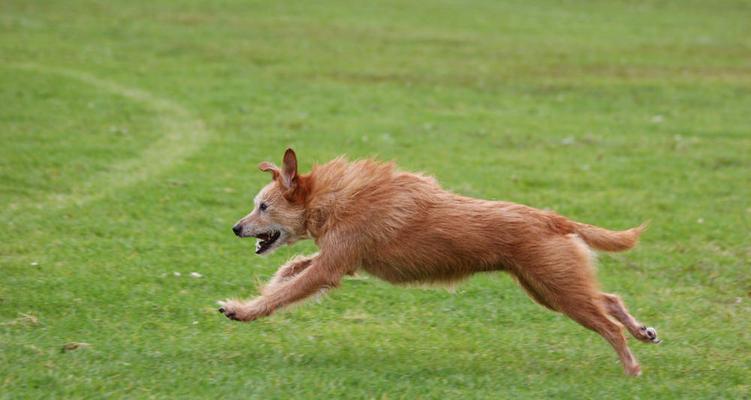 狗看到动物不停跑的原因解析：本能反应与动物特性