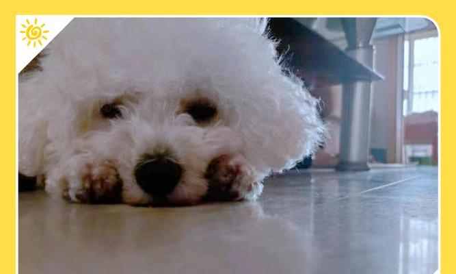 比熊健康零食挑选指南:营养与口感兼顾的秘诀 比熊健康零食挑选指南:营养与口感兼顾的秘诀