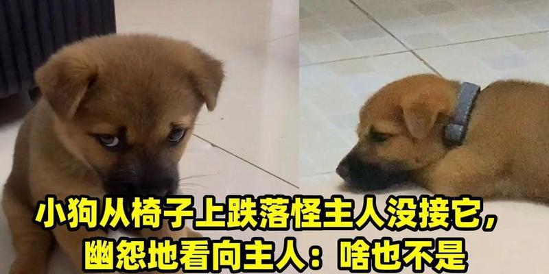 小狗不理主人的科学原因解析与实用训练技巧 小狗不理主人的科学原因解析与实用训练技巧