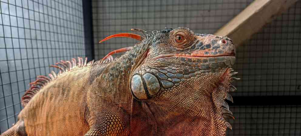 绿鬣蜥蜴吃什么?食物偏好与科学饲养全指南 绿鬣蜥蜴吃什么?食物偏好与科学饲养全指南