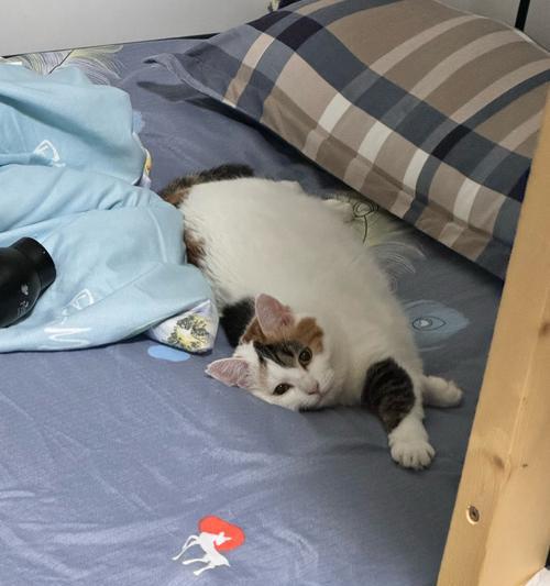 小猫睡姿与床型偏好解析,揭示舒适与安全感需求 小猫睡姿与床型偏好解析,揭示舒适与安全感需求