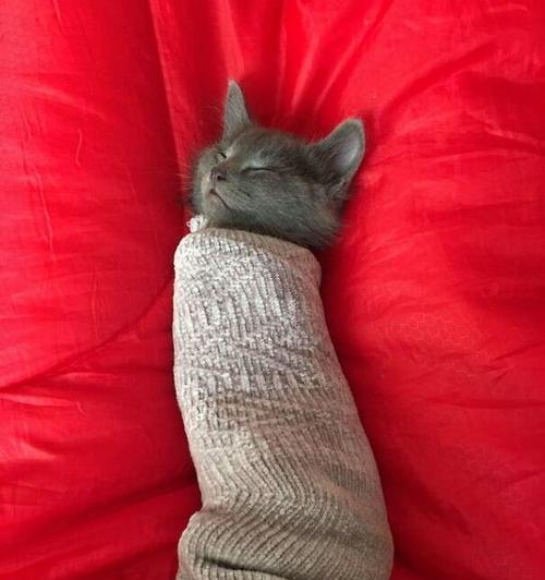 小猫睡姿与床型偏好解析,揭示舒适与安全感需求 小猫睡姿与床型偏好解析,揭示舒适与安全感需求