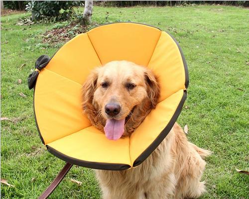 如何为爱犬挑选舒适项圈？材质、尺寸与设计选购指南