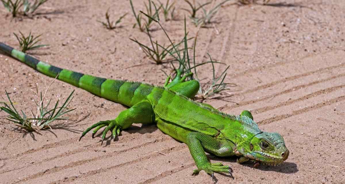 绿鬣蜥蜴吃什么?食物偏好与科学饲养全指南 绿鬣蜥蜴吃什么?食物偏好与科学饲养全指南