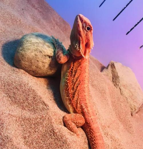 绿鬣蜥蜴吃什么?食物偏好与科学饲养全指南 绿鬣蜥蜴吃什么?食物偏好与科学饲养全指南