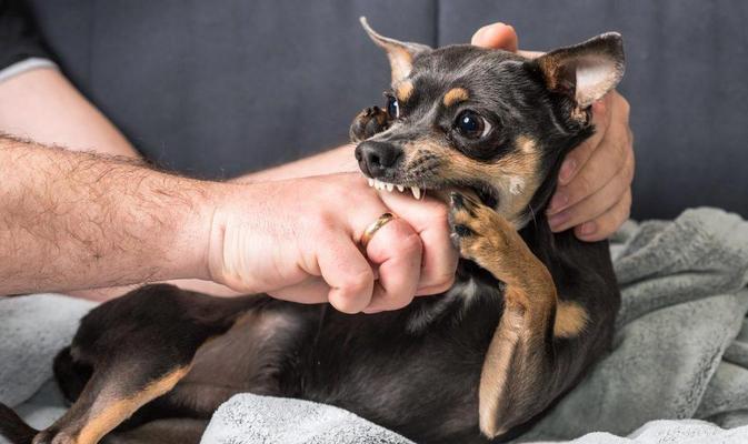 狗狗啃咬自己原因分析及科学解决方法,帮你告别困扰 狗狗啃咬自己原因分析及科学解决方法,帮你告别困扰