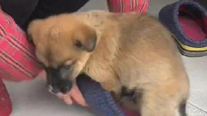 狗狗啃咬自己原因分析及科学解决方法,帮你告别困扰 狗狗啃咬自己原因分析及科学解决方法,帮你告别困扰