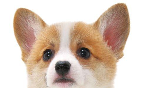 狗的眼睛能看到什么颜色？黄色与蓝紫色感知奥秘解析