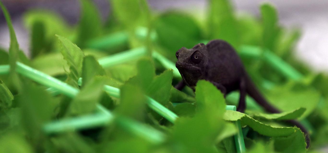 高冠变色食用价值解析与健康益处揭秘