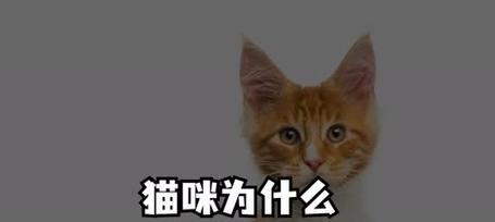 猫咪捕鼠能力的科学解析：从感官到本能的奥秘