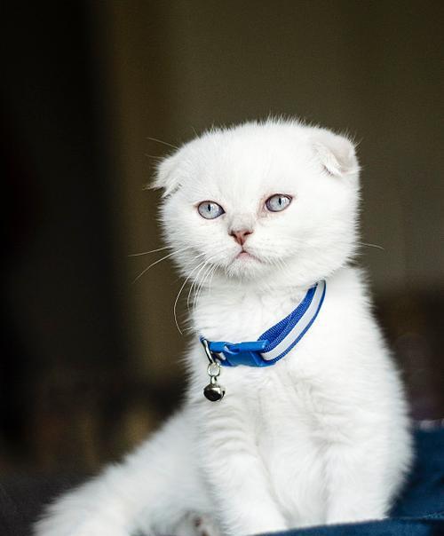 折耳猫配种品种推荐，哪些猫咪适合与折耳猫配对繁殖