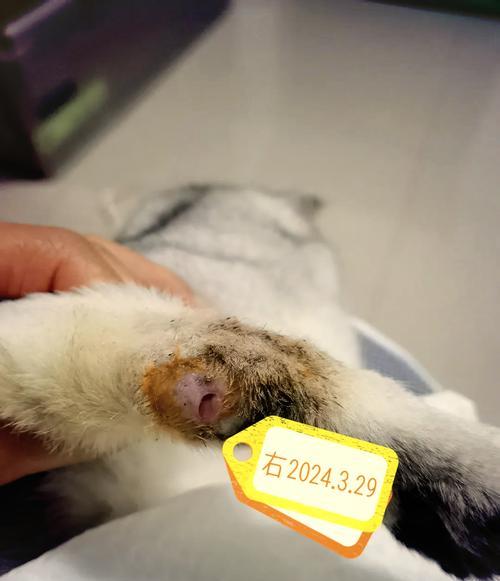 折耳猫配种品种推荐，哪些猫咪适合与折耳猫配对繁殖