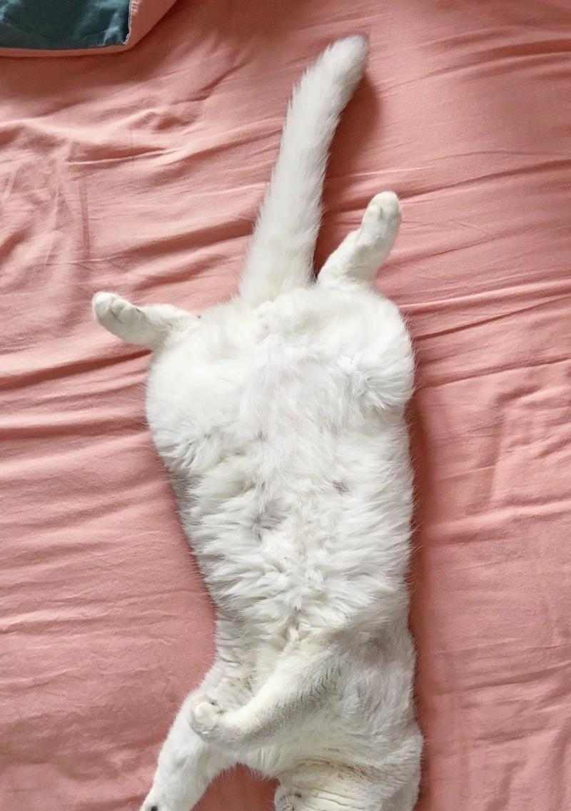 小猫睡姿与床型偏好解析,揭示舒适与安全感需求 小猫睡姿与床型偏好解析,揭示舒适与安全感需求