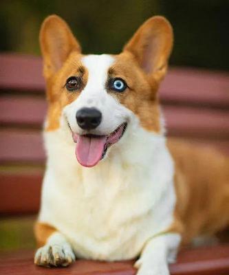 狗的眼睛能看到什么颜色？黄色与蓝紫色感知奥秘解析