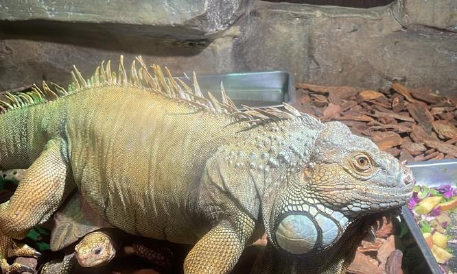 高冠变色食用价值解析与健康益处揭秘