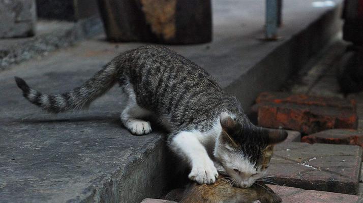 猫咪捕鼠能力的科学解析：从感官到本能的奥秘