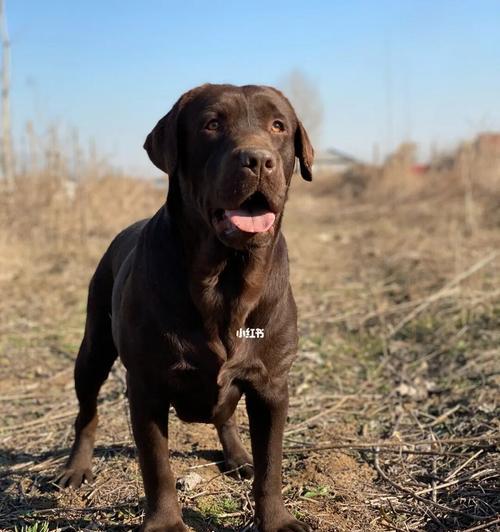 拉布拉多犬粪便颜色全解析：识别健康预警信号