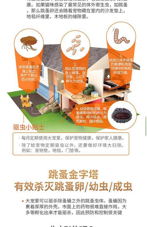 猫驱虫药见效时间与选择指南，守护爱宠健康