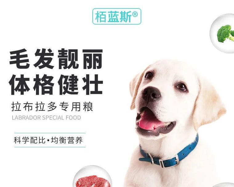 成年拉布拉多科学喂养指南：饮食营养与健康管理要点