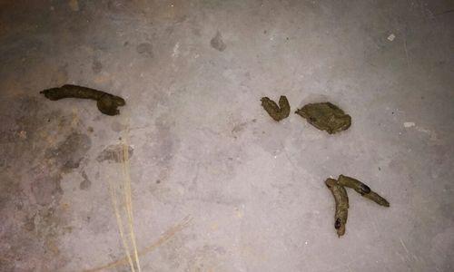 拉布拉多犬粪便颜色全解析：识别健康预警信号