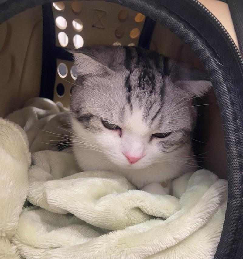 猫一天只吃一次还吐食？解析原因与饮食调整方法