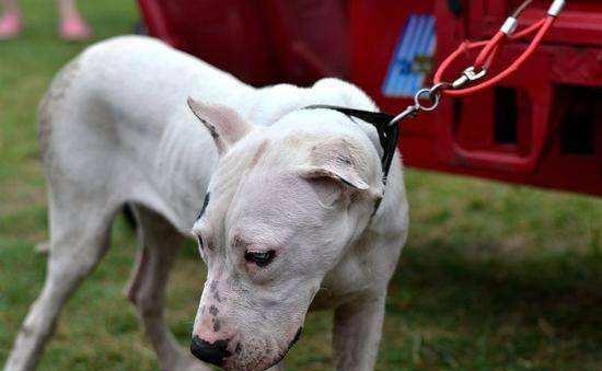 苏州禁养秋田犬的主要原因及其对市民生活的影响分析