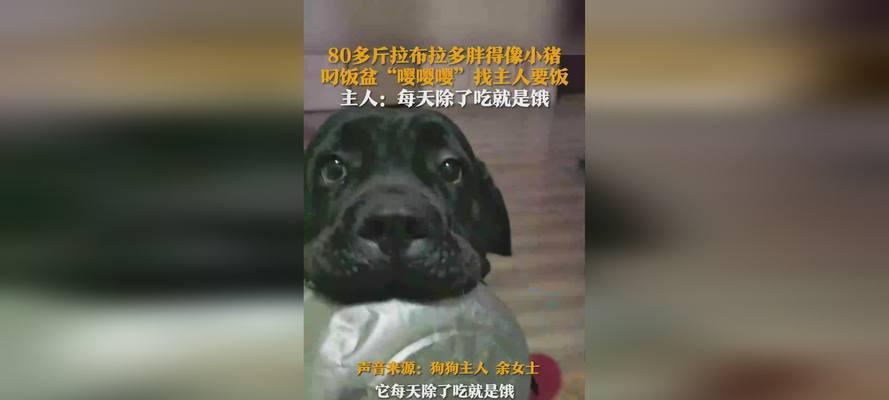 成年拉布拉多科学喂养指南：饮食营养与健康管理要点