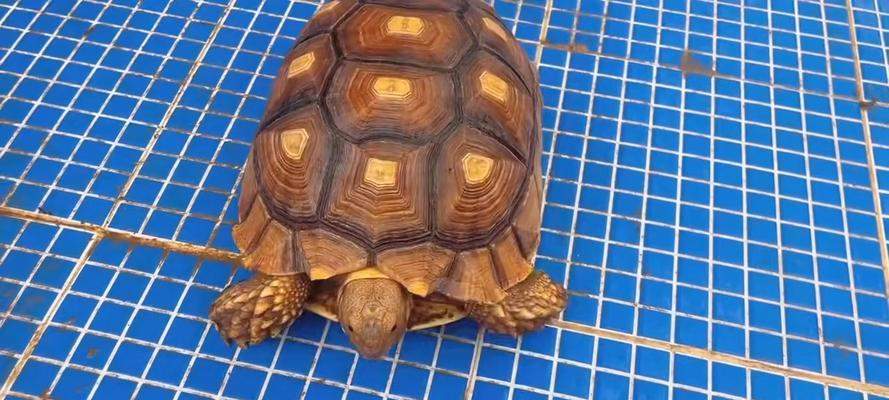 新手易养的陆龟品种推荐与饲养指南，轻松入门宠物龟