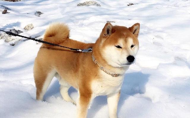 苏州禁养秋田犬的主要原因及其对市民生活的影响分析